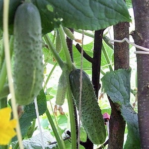 Early ripening and self-pollinating cucumber Shchedrik for fresh consumption and preparations for the winter