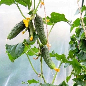 Maagang ripening at self-pollinating cucumber Shchedrik para sa sariwang pagkonsumo at paghahanda para sa taglamig