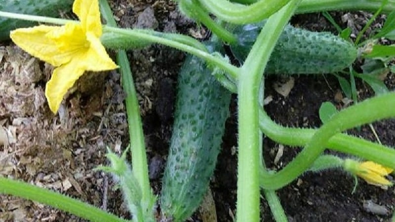 Pepino Shchedrik de maduración temprana y autopolinización para consumo en fresco y preparaciones para el invierno.