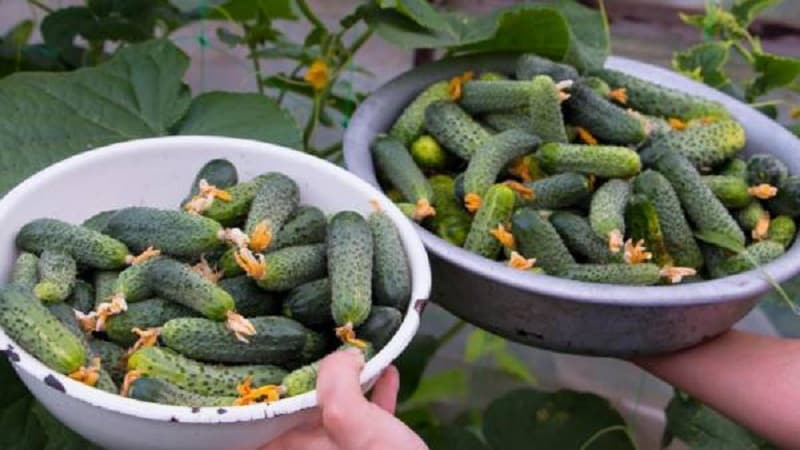 Early ripening and self-pollinating cucumber Shchedrik for fresh consumption and preparations for the winter