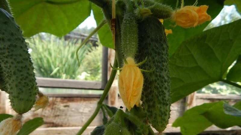 Maagang ripening at self-pollinating cucumber Shchedrik para sa sariwang pagkonsumo at paghahanda para sa taglamig