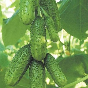 Pepino Shchedrik de maduración temprana y autopolinización para consumo en fresco y preparaciones para el invierno.