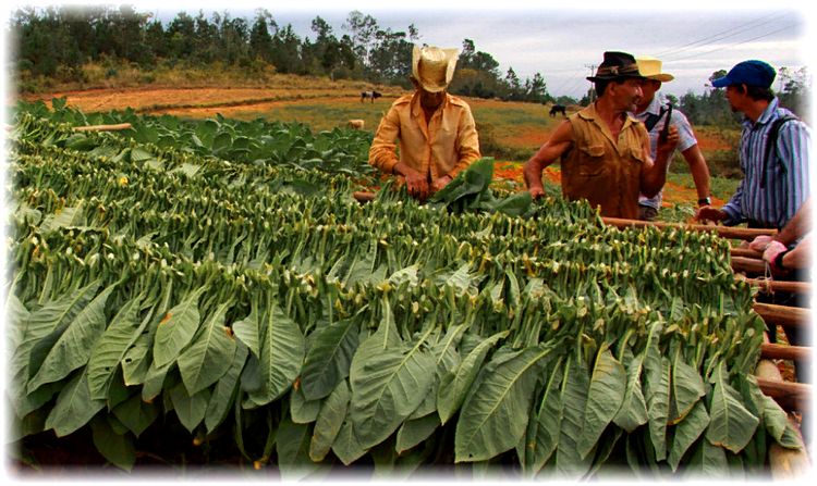 O que é tabaco, sua origem, cultivo e uso