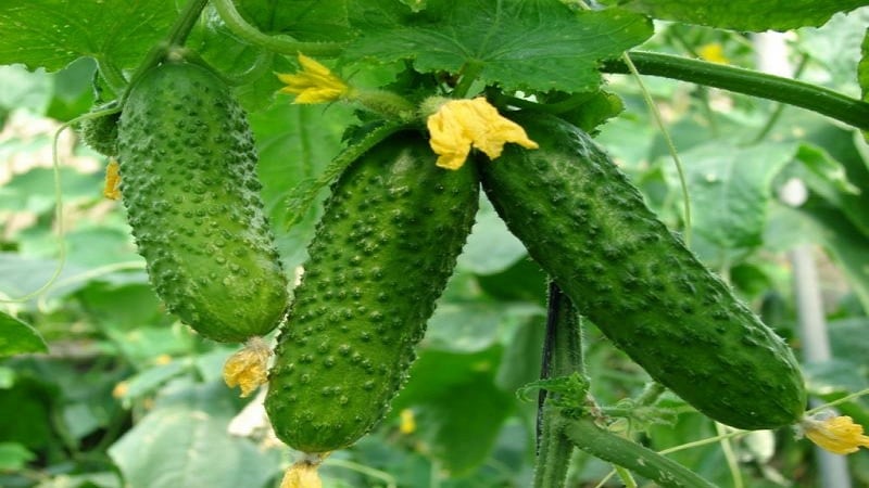 Batang hybrid ng Herman cucumber para sa mga greenhouse at bukas na lupa