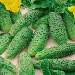 Young hybrid of Herman cucumbers for greenhouses and open ground