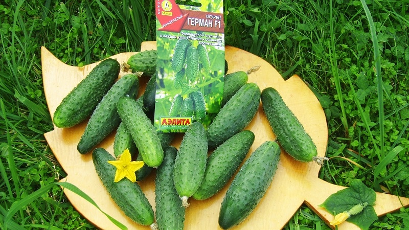 Young hybrid of Herman cucumbers for greenhouses and open ground