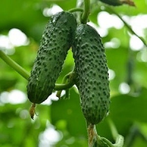 Híbrido jovem de pepinos Herman para estufas e terrenos abertos