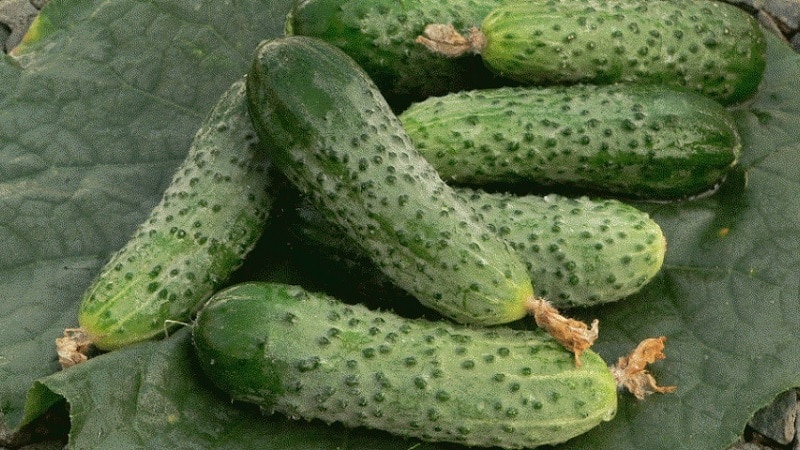 Young hybrid of Herman cucumbers for greenhouses and open ground