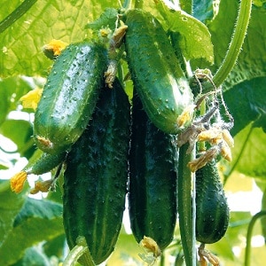 Young hybrid of Herman cucumbers for greenhouses and open ground