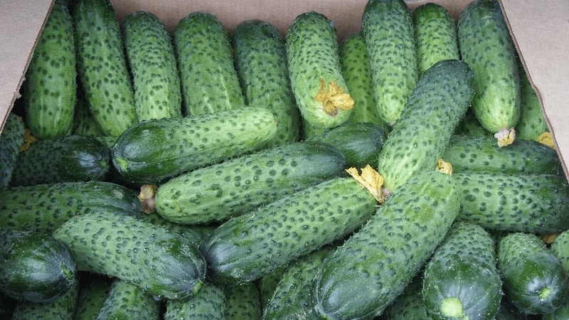 Batang hybrid ng Herman cucumber para sa mga greenhouse at bukas na lupa