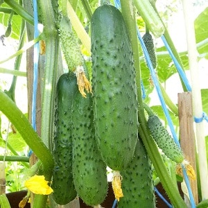 Young hybrid of Herman cucumbers for greenhouses and open ground