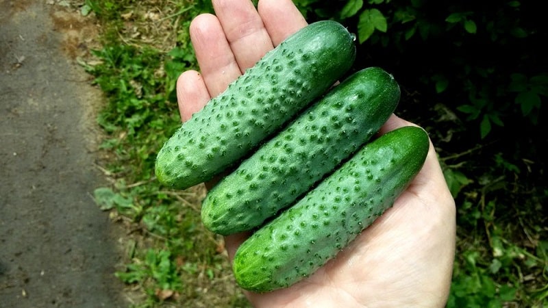 Batang hybrid ng Herman cucumber para sa mga greenhouse at bukas na lupa