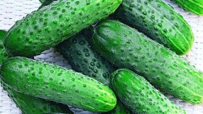 Young hybrid of Herman cucumbers for greenhouses and open ground