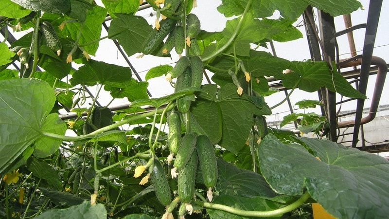 Young hybrid of Herman cucumbers for greenhouses and open ground