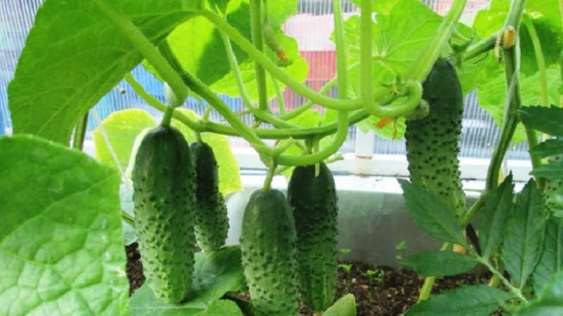 Batang hybrid ng Herman cucumber para sa mga greenhouse at bukas na lupa