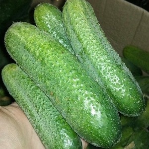 Parthenocarpic hybrid of cucumbers Claudine f1 from Dutch breeders