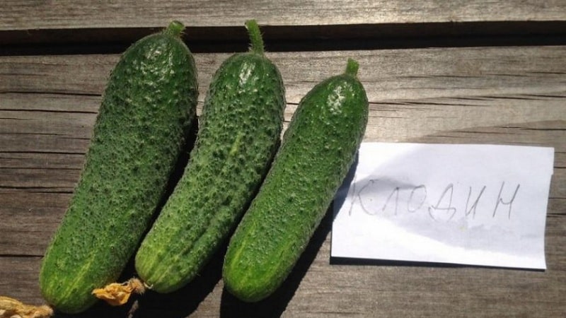 Parthenocarpic hybrid of cucumbers Claudine f1 from Dutch breeders