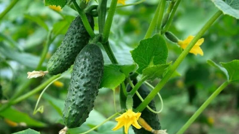 Mid-season cucumber variety Competitor with good yield and simple growing conditions