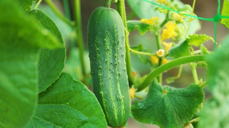 Variedad de pepino de mitad de temporada Competidor con buen rendimiento y condiciones de cultivo sencillas.