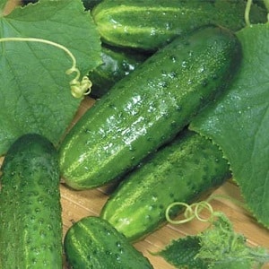 Mid-season cucumber variety Competitor with good yield and simple growing conditions