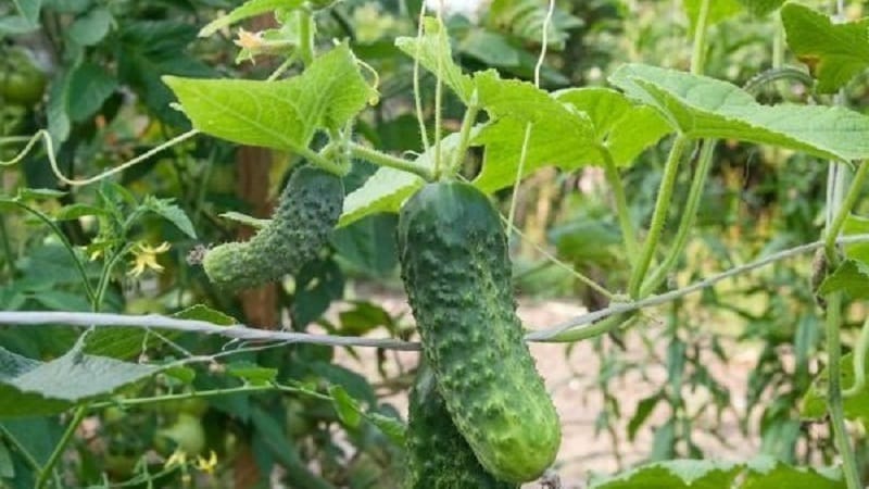 Variedad de pepino de mitad de temporada Competidor con buen rendimiento y condiciones de cultivo sencillas.