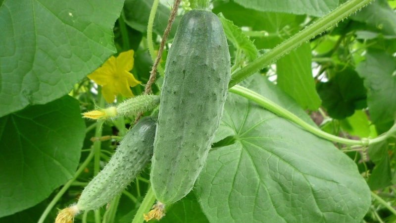 Mid-season cucumber variety Competitor with good yield and simple growing conditions