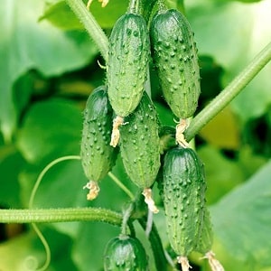 Variedad de pepino de mitad de temporada Competidor con buen rendimiento y condiciones de cultivo sencillas.