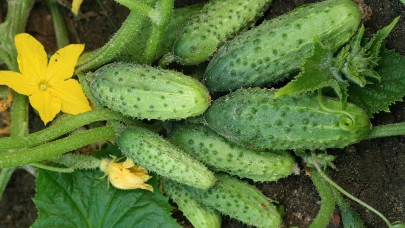 Variedad de pepino de mitad de temporada Competidor con buen rendimiento y condiciones de cultivo sencillas.