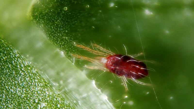 Siapa yang makan gooseberry dan cara menangani perosak