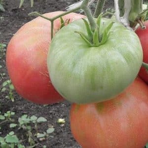 Variedad de frutos grandes y sabor delicado para la nutrición dietética: tomate Tsar Bell