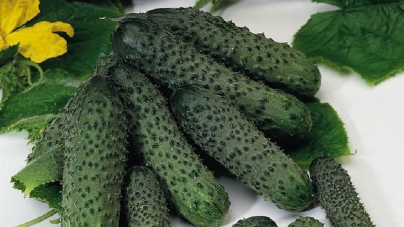 What is good about the cucumber hybrid Pasalimo f1 and why it’s worth trying to grow it