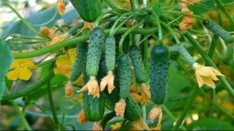 What is good about the cucumber hybrid Pasalimo f1 and why it’s worth trying to grow it