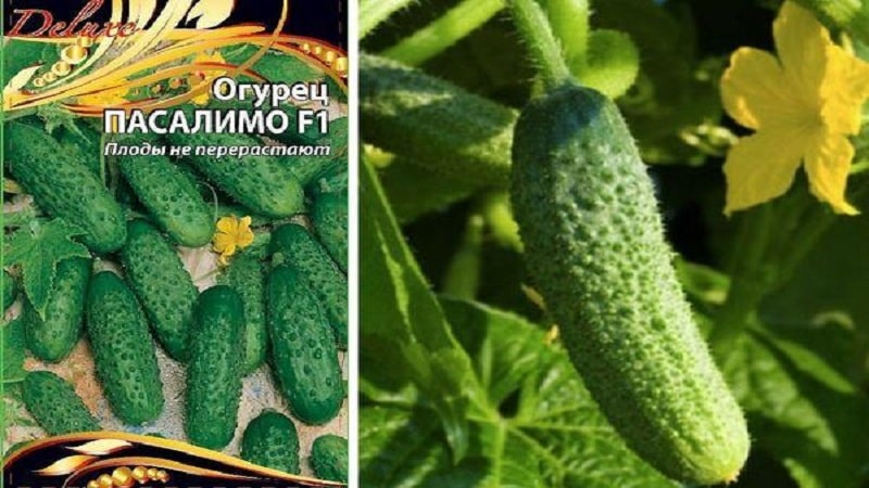 What is good about the cucumber hybrid Pasalimo f1 and why it’s worth trying to grow it