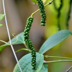 Hoe zwarte peper groeit, de voordelen en nadelen ervan, toepassingsgebieden