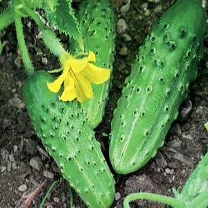 Cucumber variety Zhuravlenok from Crimean breeders for growing in warm climates