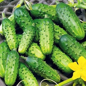 Cucumber variety Zhuravlenok mula sa Crimean breeders para sa paglaki sa mainit-init na klima