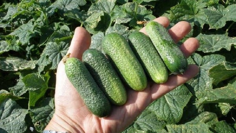 Juicy Adam cucumbers with a delicate sweetish taste from Dutch breeders