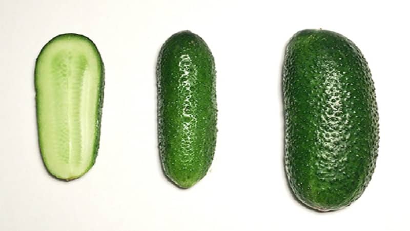 Juicy Adam cucumbers with a delicate sweetish taste from Dutch breeders