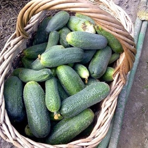 Juicy Adam cucumbers with a delicate sweetish taste from Dutch breeders