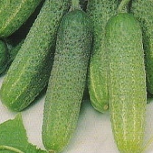 Juicy Adam cucumbers with a delicate sweetish taste from Dutch breeders