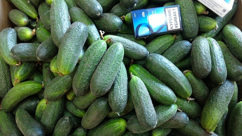 Juicy Adam cucumbers with a delicate sweetish taste from Dutch breeders