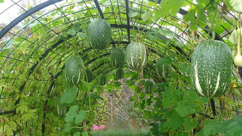 ¿Qué es la calabaza de hoja de parra: características de la especie y su uso en la cocina y la medicina popular?