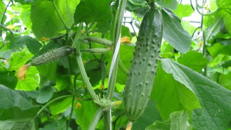 Una variedad universal de pepinos, un verdadero coronel, amado por muchos veraneantes.