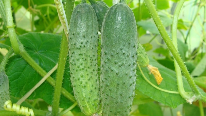 Una variedad universal de pepinos, un verdadero coronel, amado por muchos veraneantes.