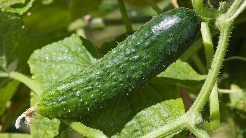 Una variedad universal de pepinos, un verdadero coronel, amado por muchos veraneantes.