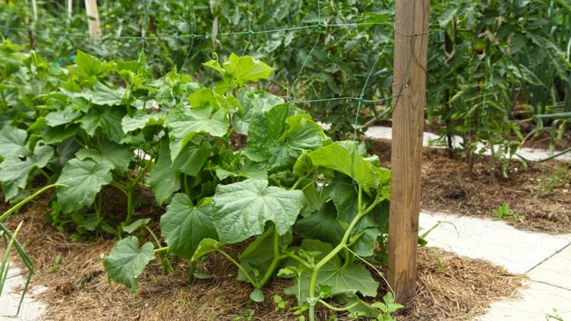 Une variété universelle de concombres, un véritable colonel, appréciée de nombreux estivants