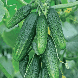 Híbrido de pepino de maduración temprana Connie f1, resistente a las condiciones climáticas y enfermedades.