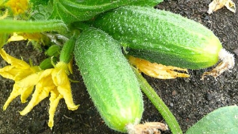 Early maturing cucumber hybrid Connie f1, resistant to weather conditions and diseases