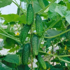 Probado en el tiempo y amado por los jardineros, el pepino Othello de criadores holandeses