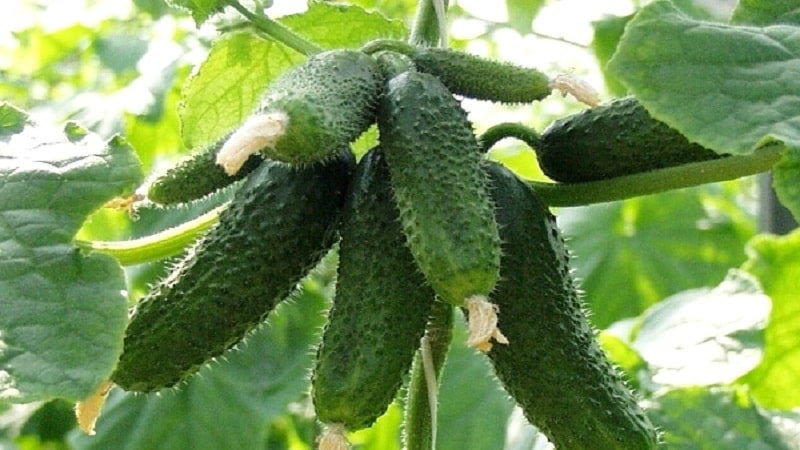 Bakit gustung-gusto ng maraming residente ng tag-init ang Amur cucumber hybrid: isang pagsusuri ng mga katangian, pakinabang at kawalan